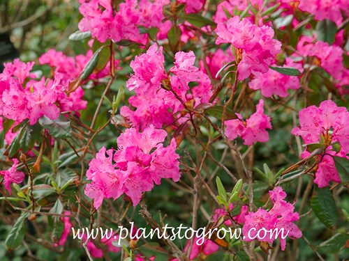 Landmark Rhododendron